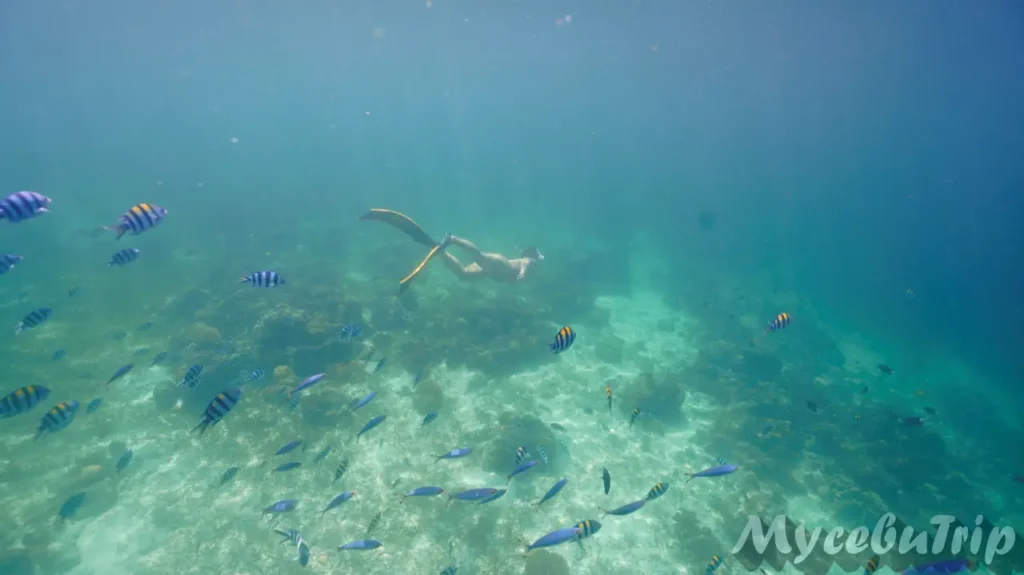 세부 프리다이빙 호핑투어 날루수안 - 2025년 10월 28일