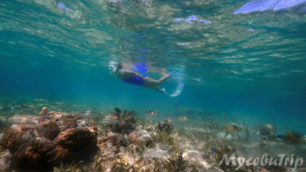 세부 프리다이빙 호핑투어 날루수안 - 2025년 10월 28일