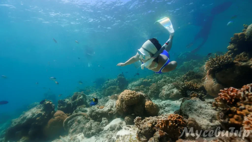 세부 프리다이빙 호핑투어 날루수안 - 2025년 10월 28일