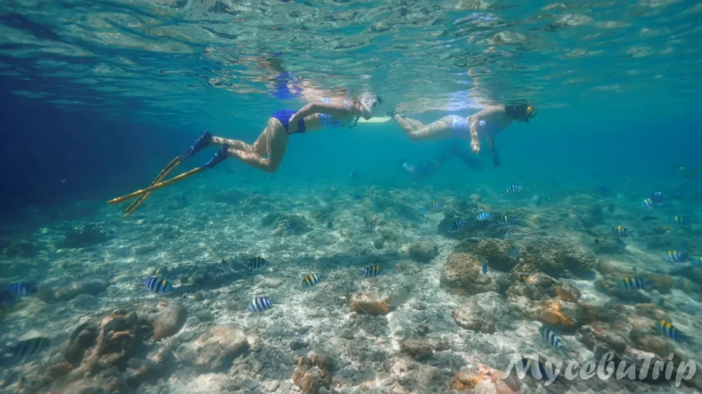 세부 프리다이빙 호핑투어 날루수안 - 2025년 10월 28일