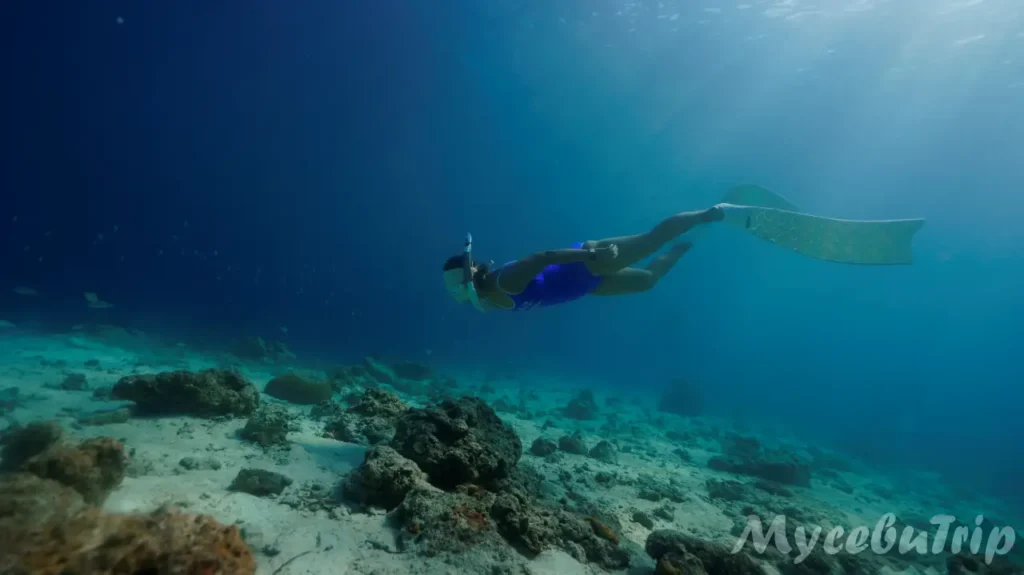 세부 프리다이빙 호핑투어 날루수안 - 2025년 10월 28일